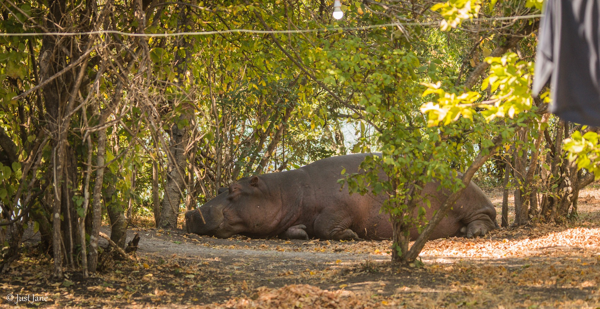 The best way to spend a Monday😃 Let's... - Mapunga Bush Camp | Facebook