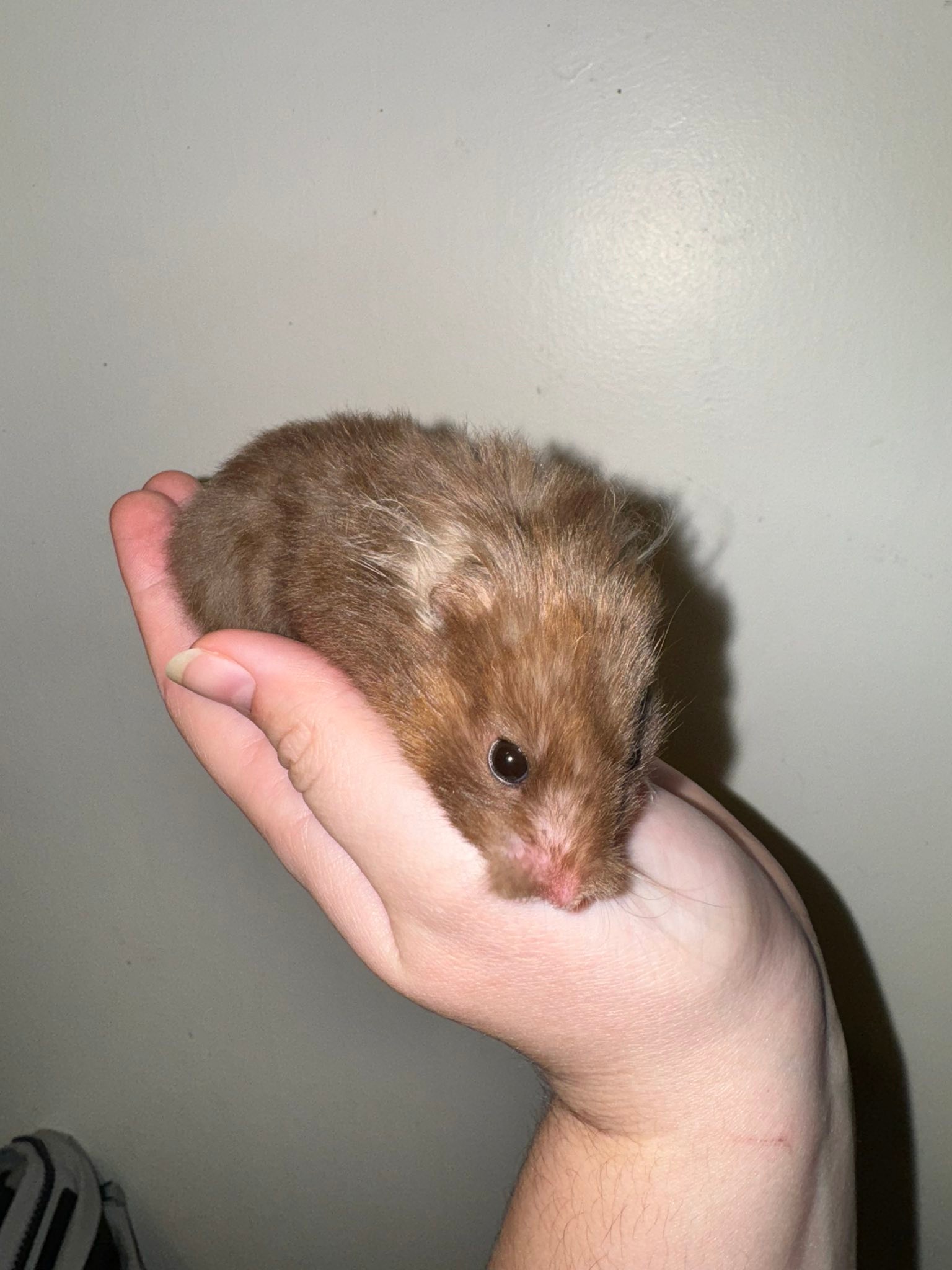 iowa rats and hamsters pets or feed | Facebook