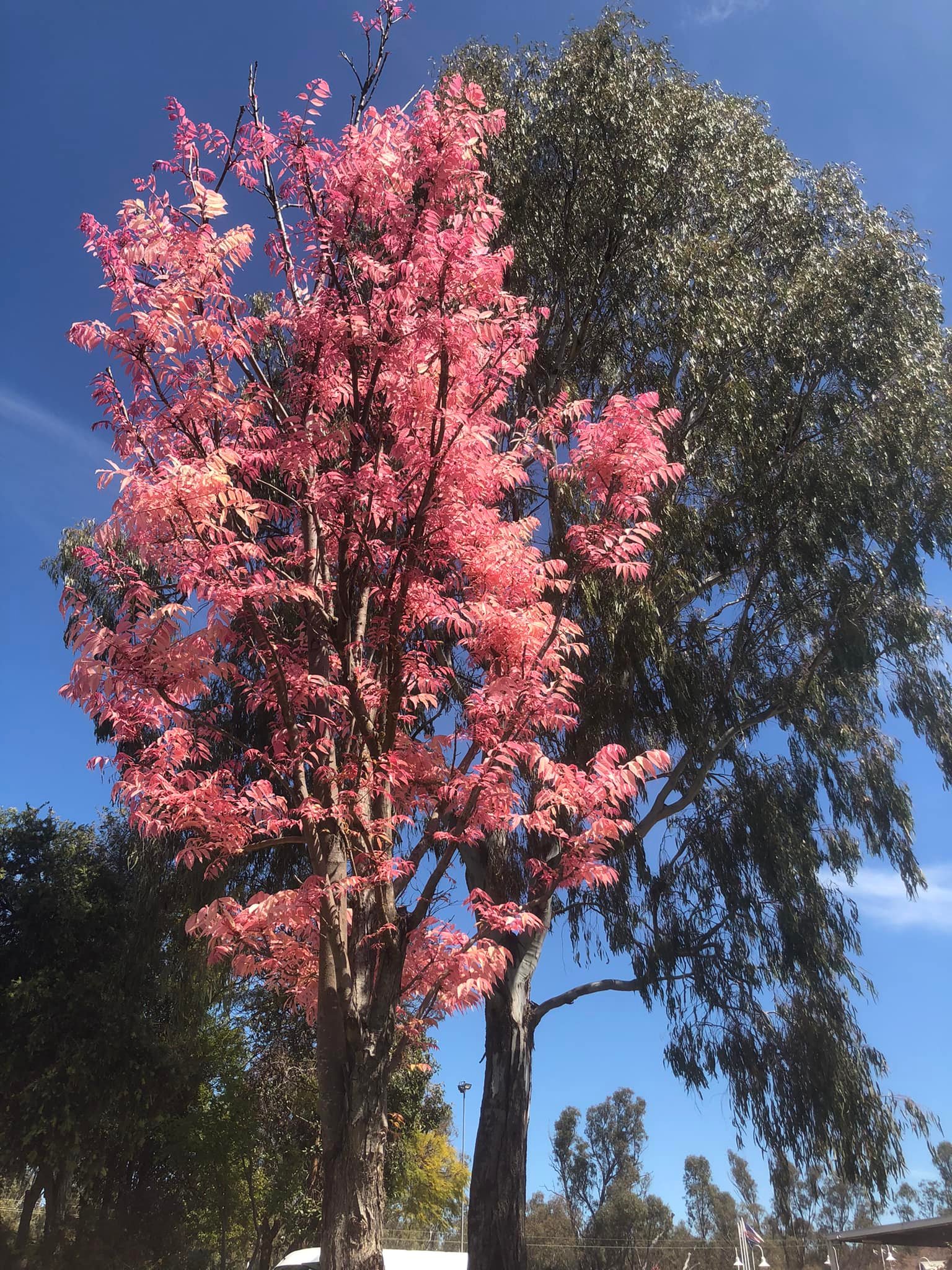 Pretty in Pink: Toona Sinensis or Chinese Cedar : Flamingo 💕