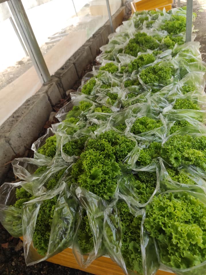 The Green Thumb Hydroponics Farm | Imus