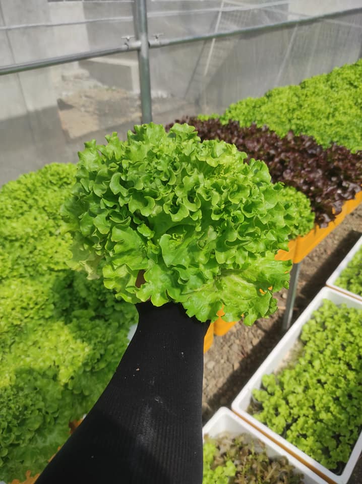 The Green Thumb Hydroponics Farm | Imus