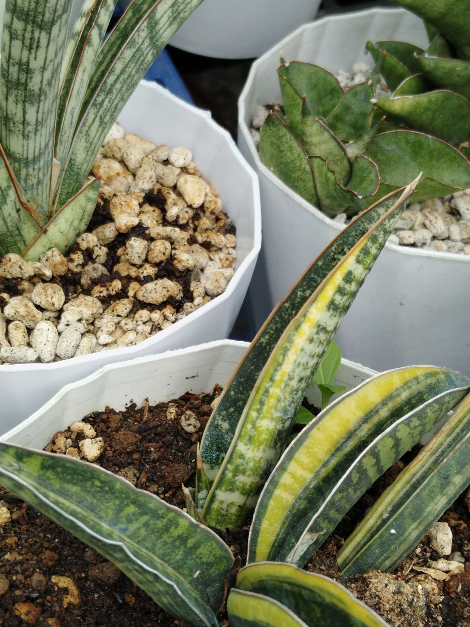 Sansevieria fischeri..new addition in my sansevieria collection.