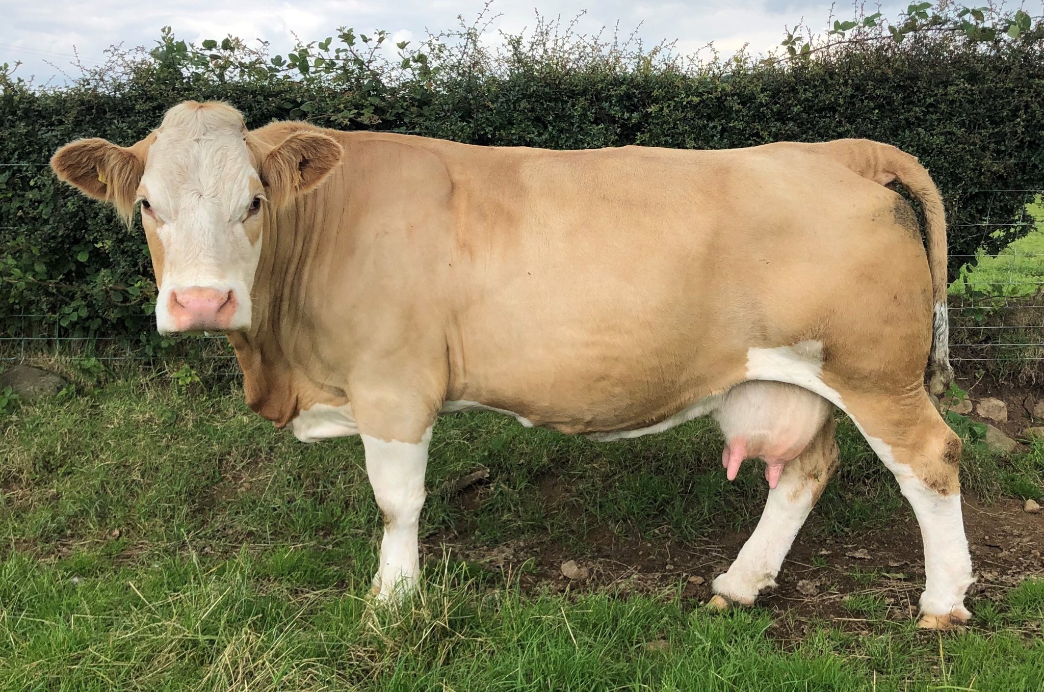 British Simmental Cattle Society - Hiltonstown Erica DOB 08/05/2013 ...