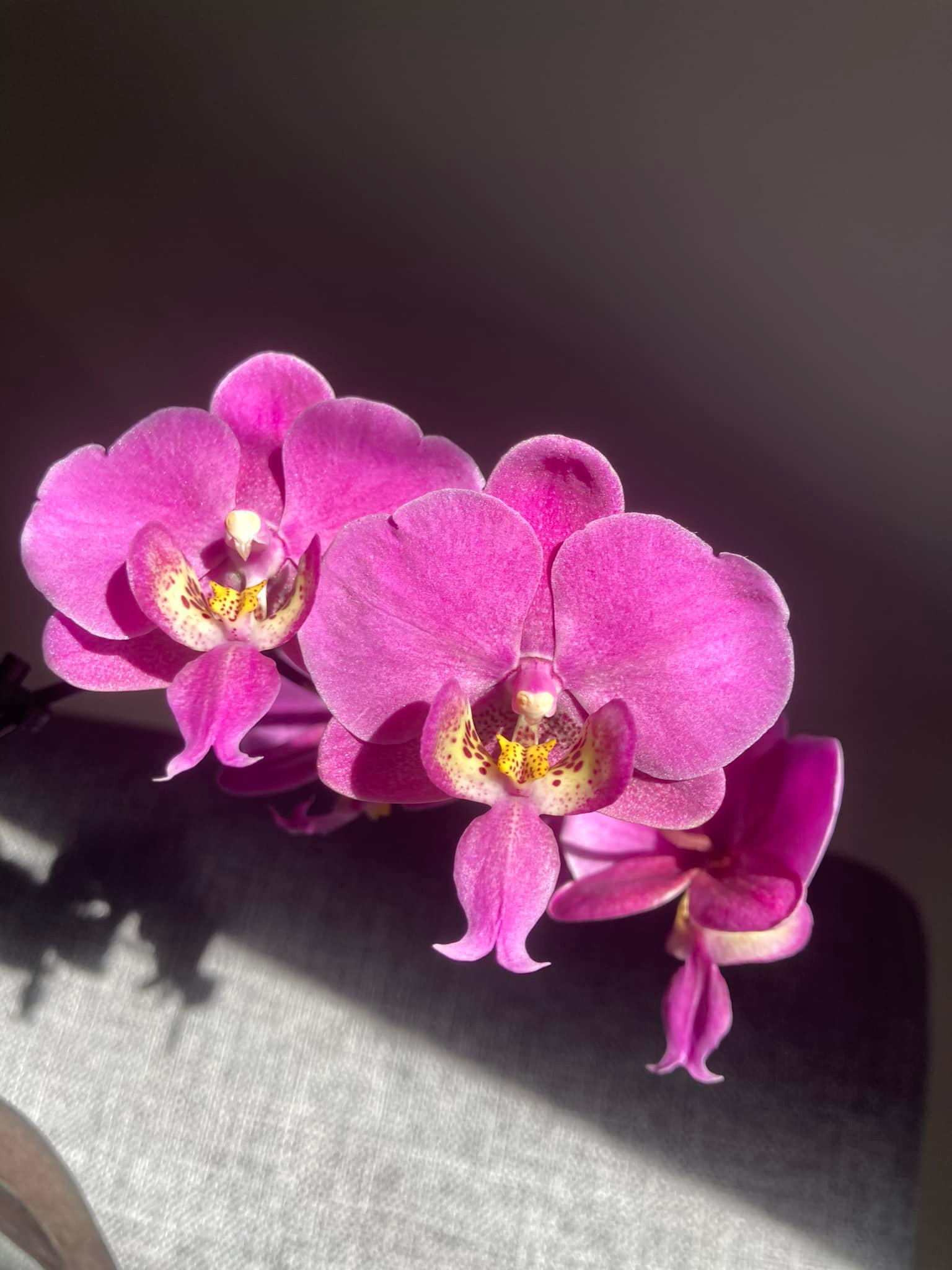 Phal schilleriana 'la flora' growth and characteristics