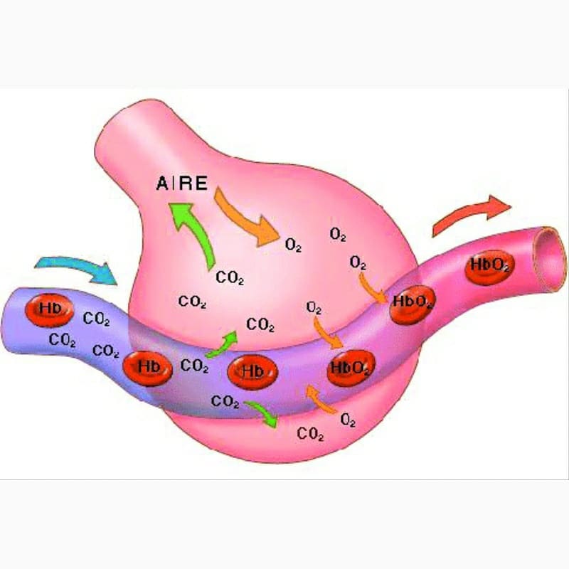 | GASOMETRÍA ARTERIAL |... - Aprendiendo Medicina