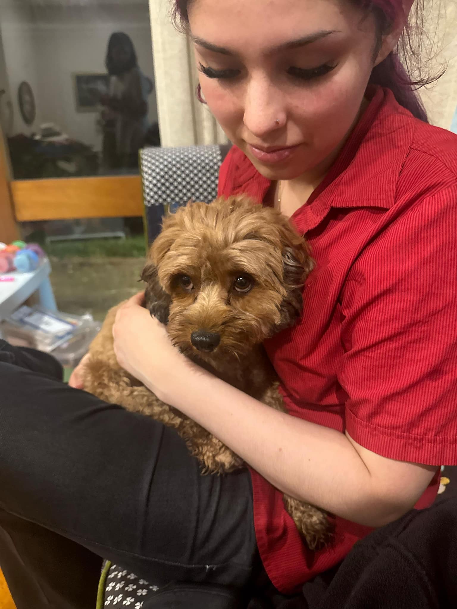 North Shore Dog Rescue | Facebook