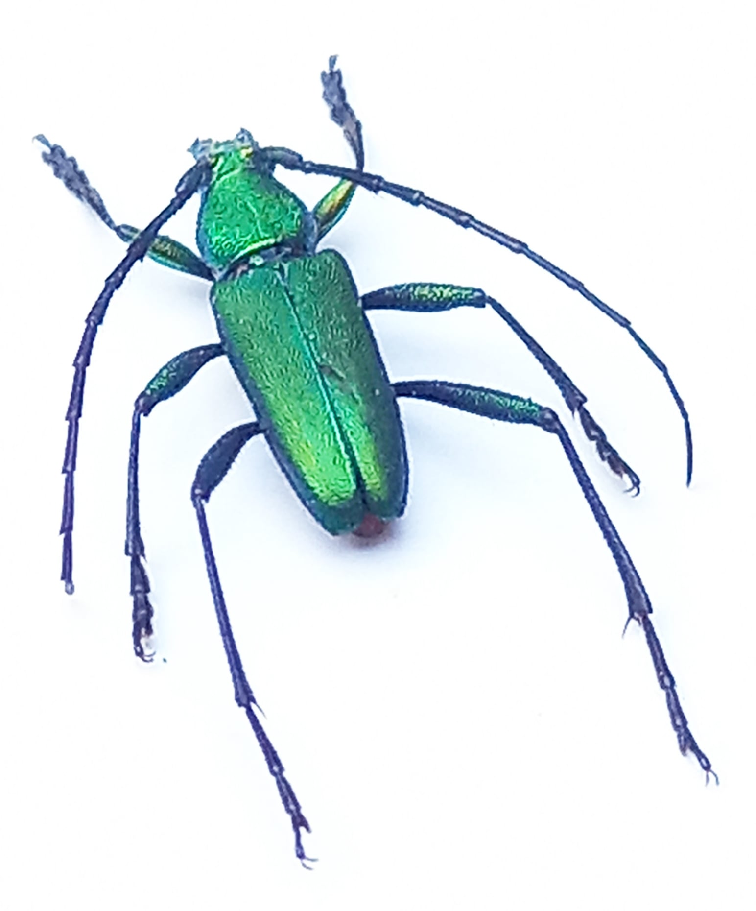 🐞🦗🐜🐝🦋 PERUVIAN INSECTS EXPORT... - Peruvian Insects Export