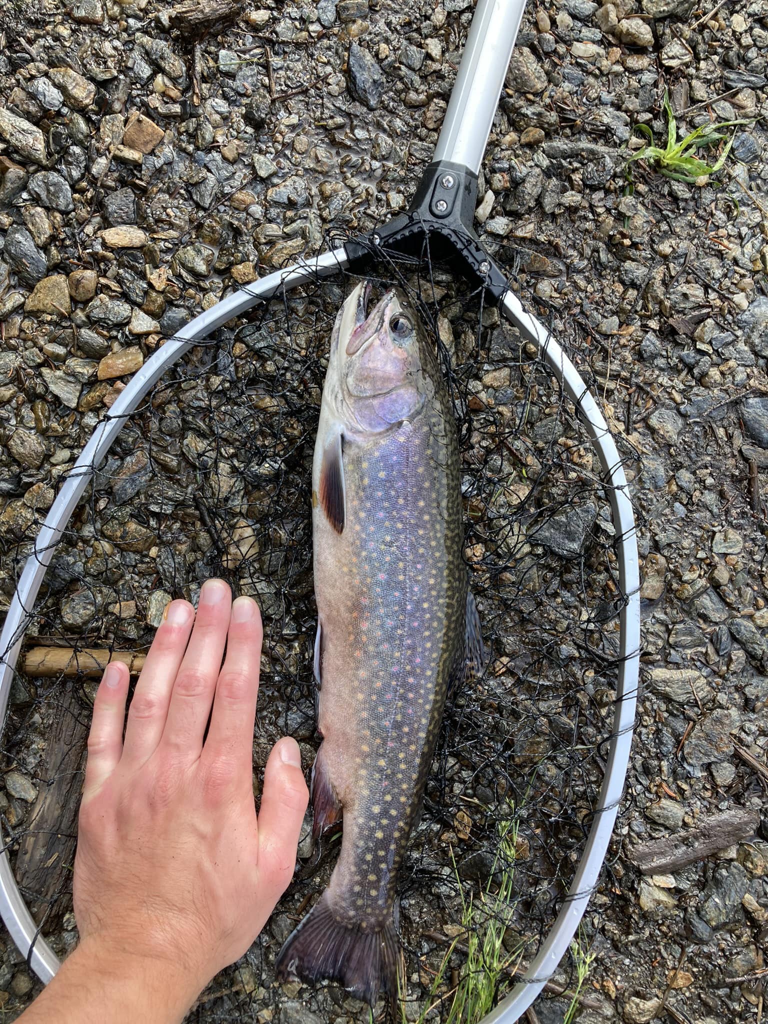 22x7.3 lbs brook trout skin mount