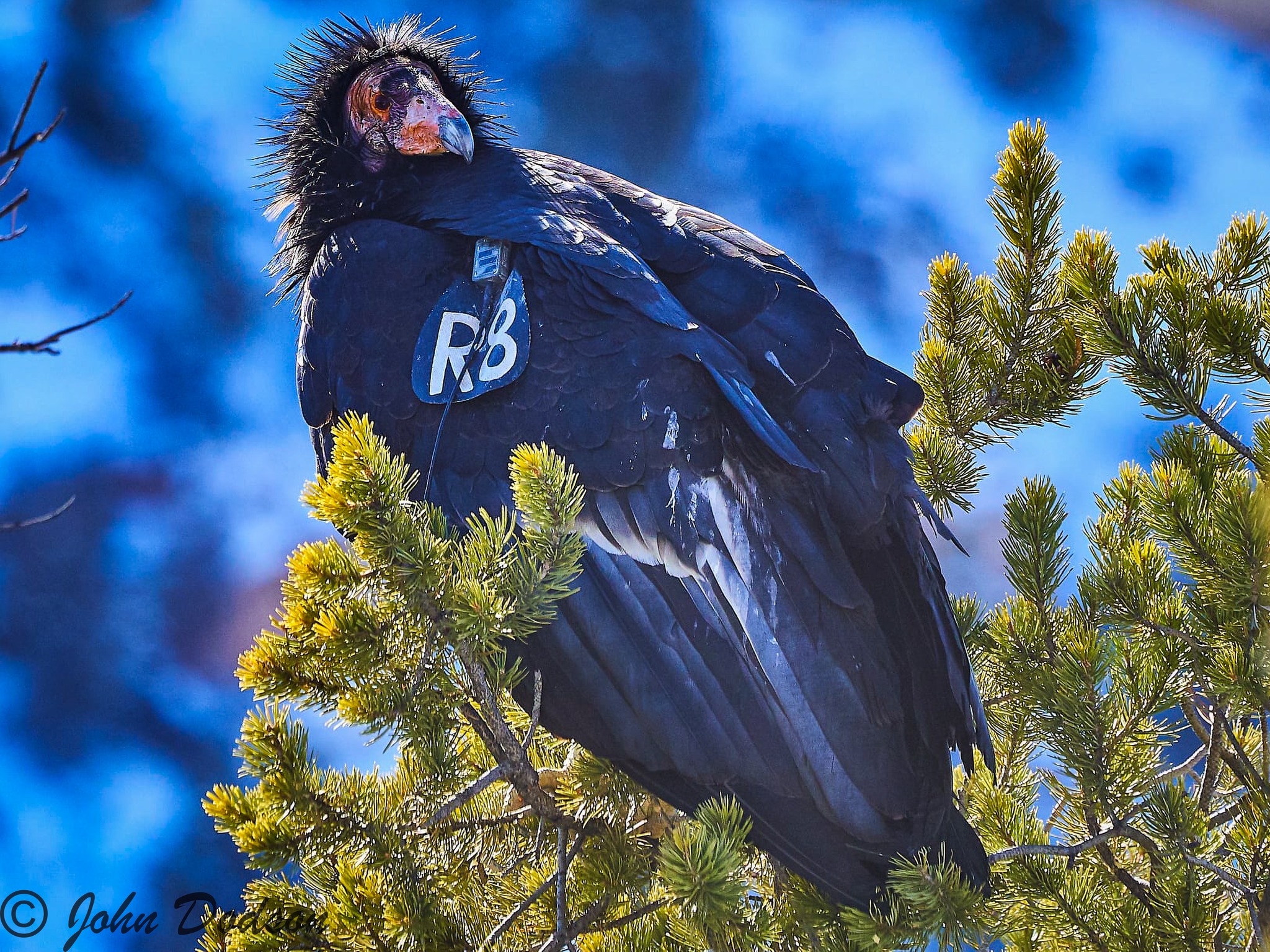 Spotting California condors near Zion National Park