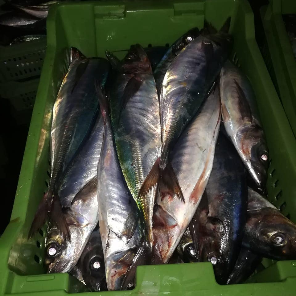 Bahia Salada Fish