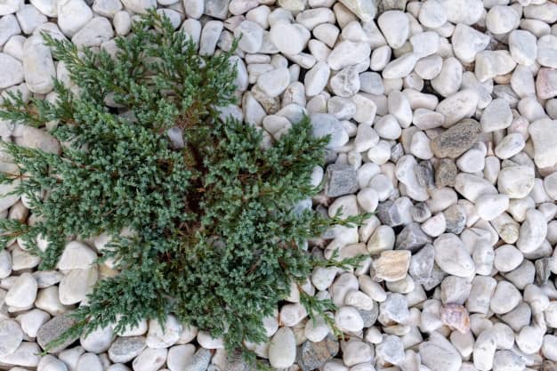 Можжевельник сверху. Можжевельник Репанда. Можжевельник вид сверху. Juniper Top view