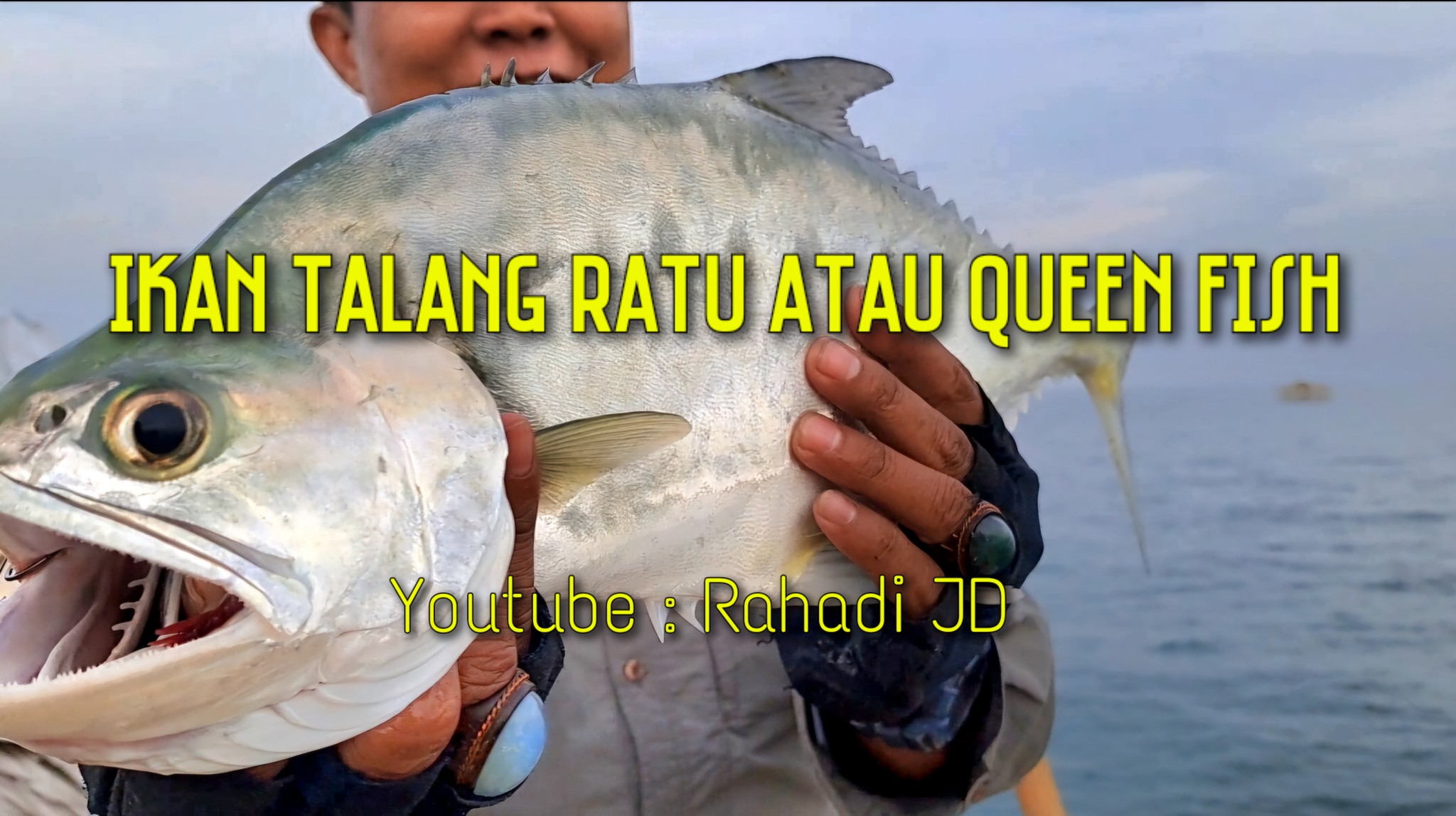 Rahadi JD - Ikan Talang Ratu atau Queen Fish Ikan ratu... | Facebook