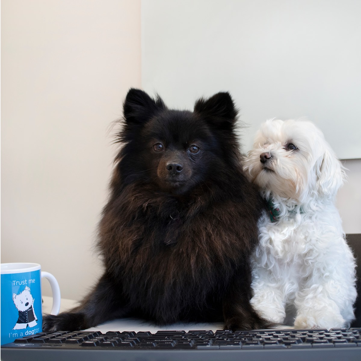 Today we recruited a couple of... - Animates Vetcare NZ | Facebook