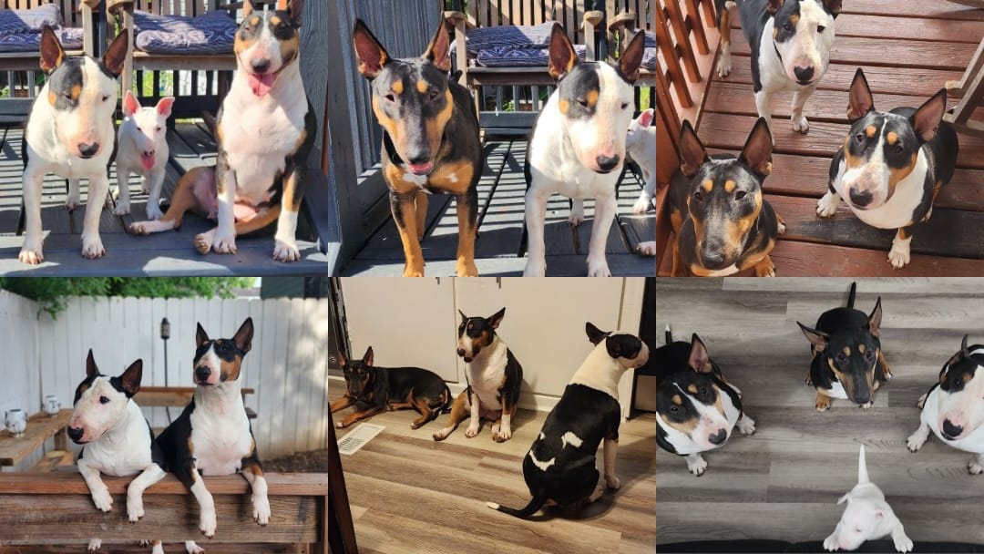 Bull Terriers of Huntsville Alabama | Huntsville AL