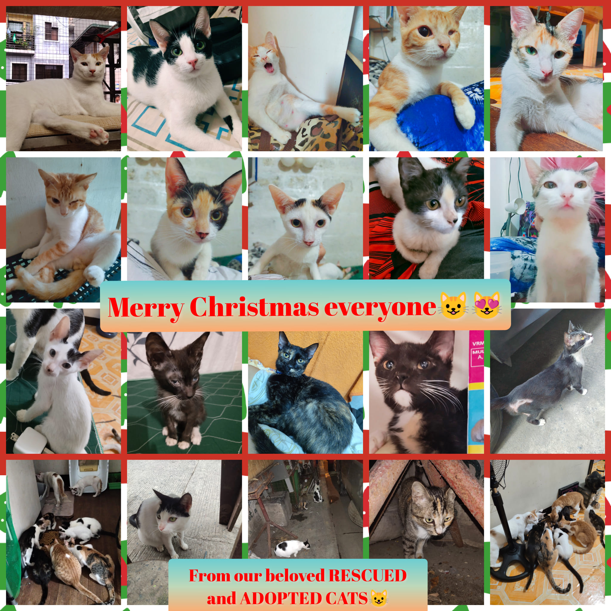 Christmas is celebrated to remember... - Migee the Rescuer | Facebook
