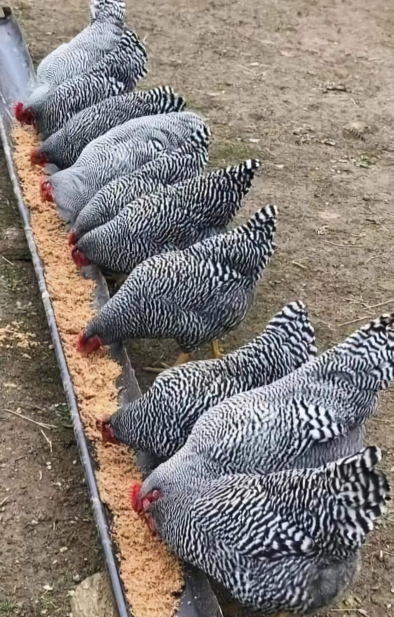 Laura Lopez - Gallinas de campo, bulicas ustedes de que... | Facebook
