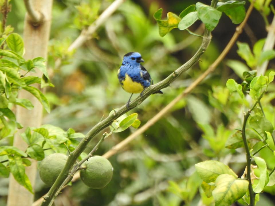 Aves de Puerto Asís- GOAPA... - Aves de Puerto Asís- GOAPA