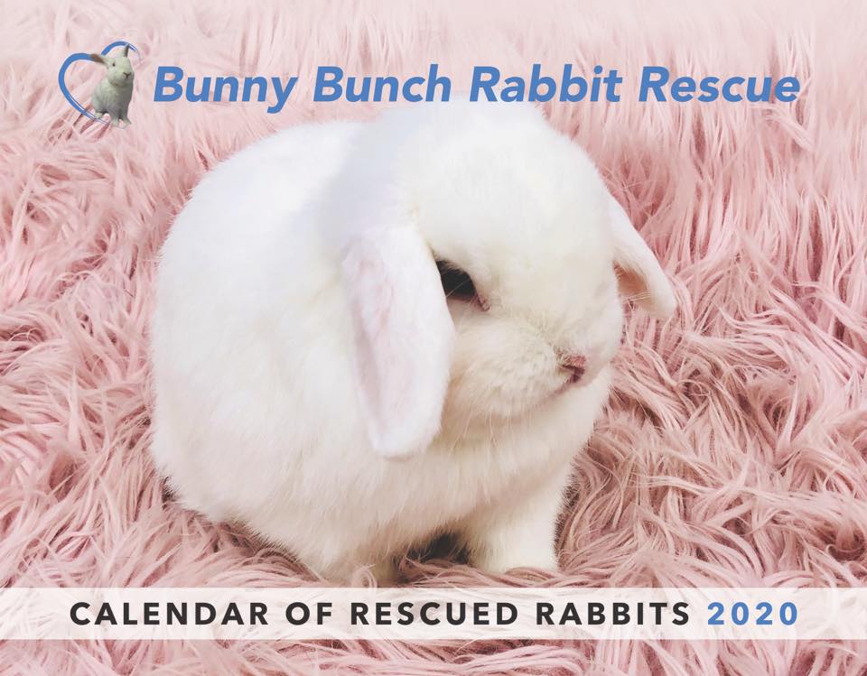 Our 2020 calendar of rescued... - Bunny Bunch Rabbit Rescue | Facebook