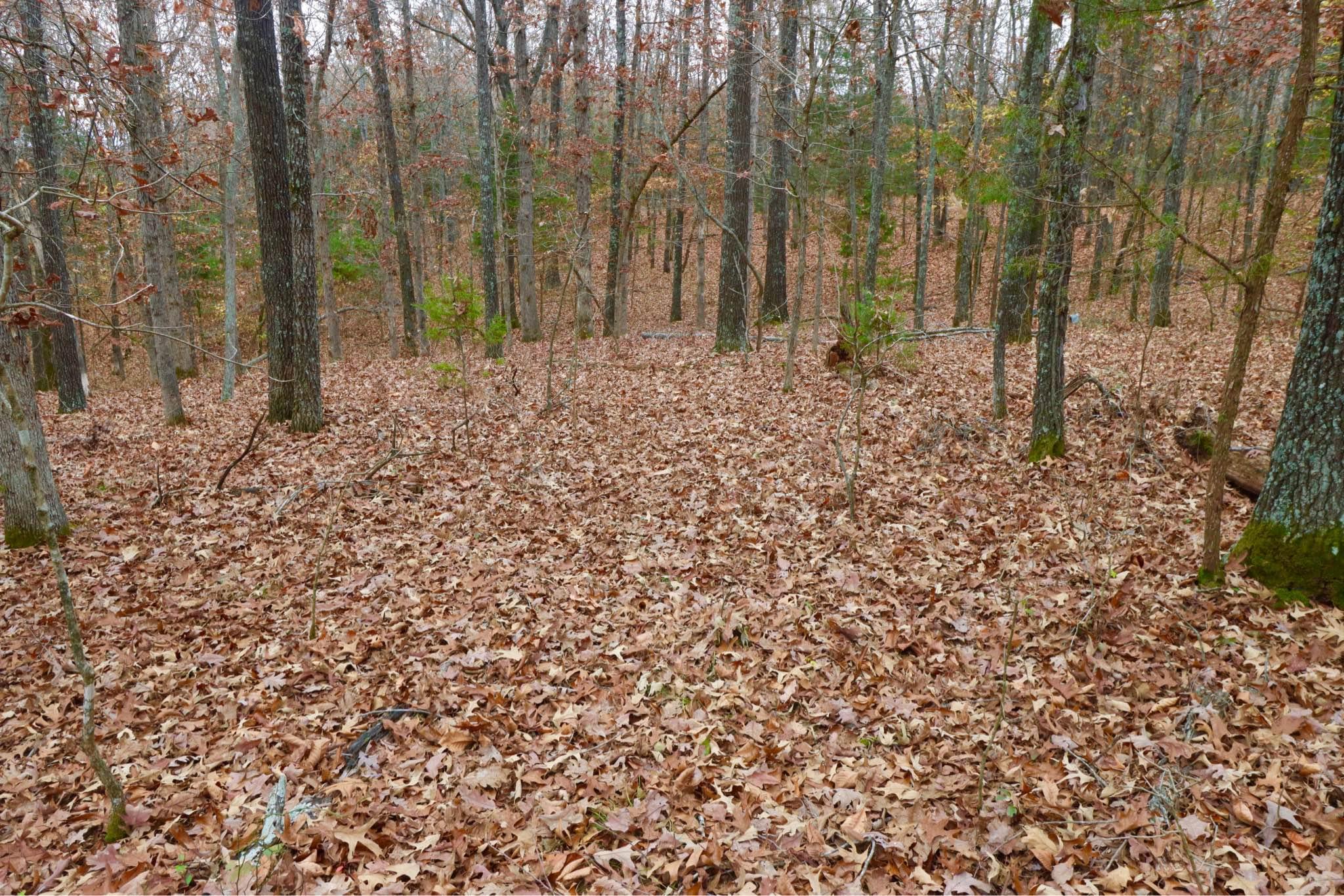 Land for sale 40 +/ acres south of Salem, AR Property For Sale