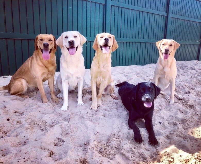 Check out what our trainee guide... - Guide Dogs Scotland