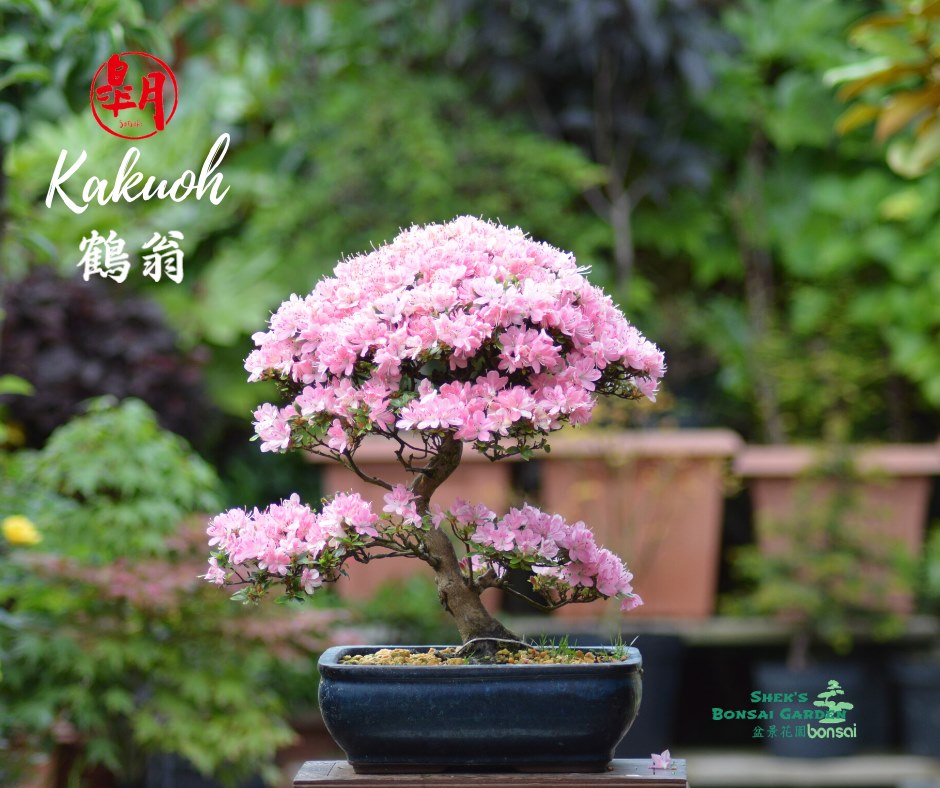 Satsuki #Azalea #皋月杜鵑#Kakuoh #鶴翁