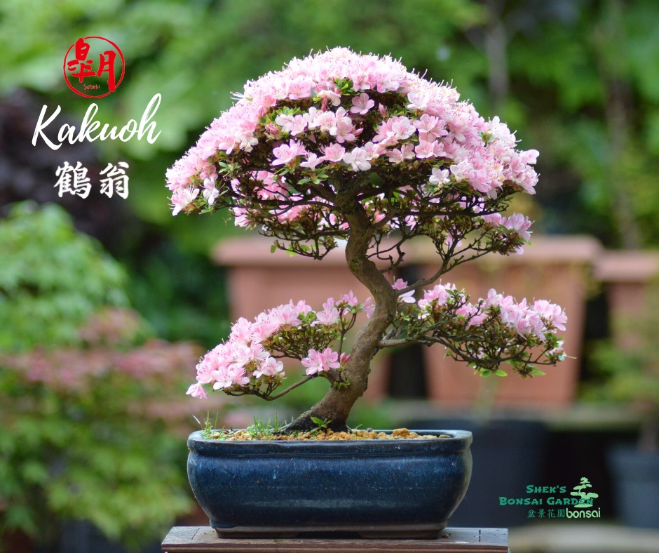 Satsuki #Azalea #皋月杜鵑#Kakuoh #鶴翁