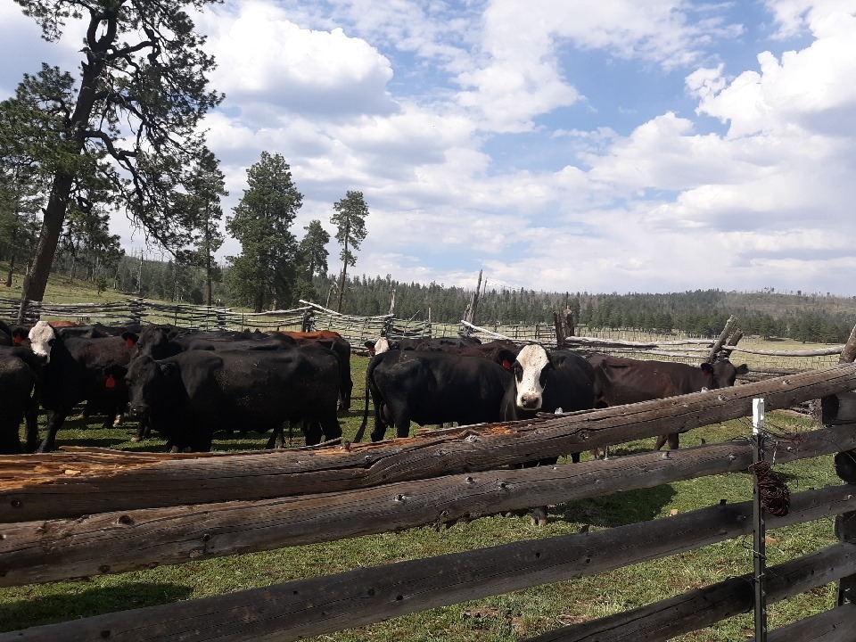 Flying Box Ranch Horse and Cow Camp
