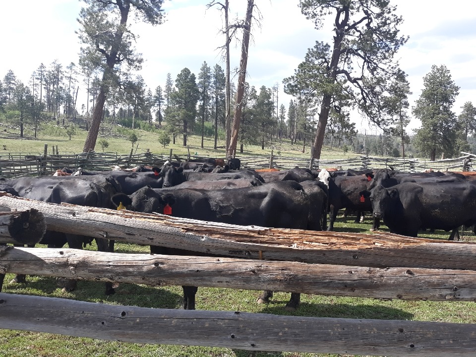 Flying Box Ranch Horse and Cow Camp