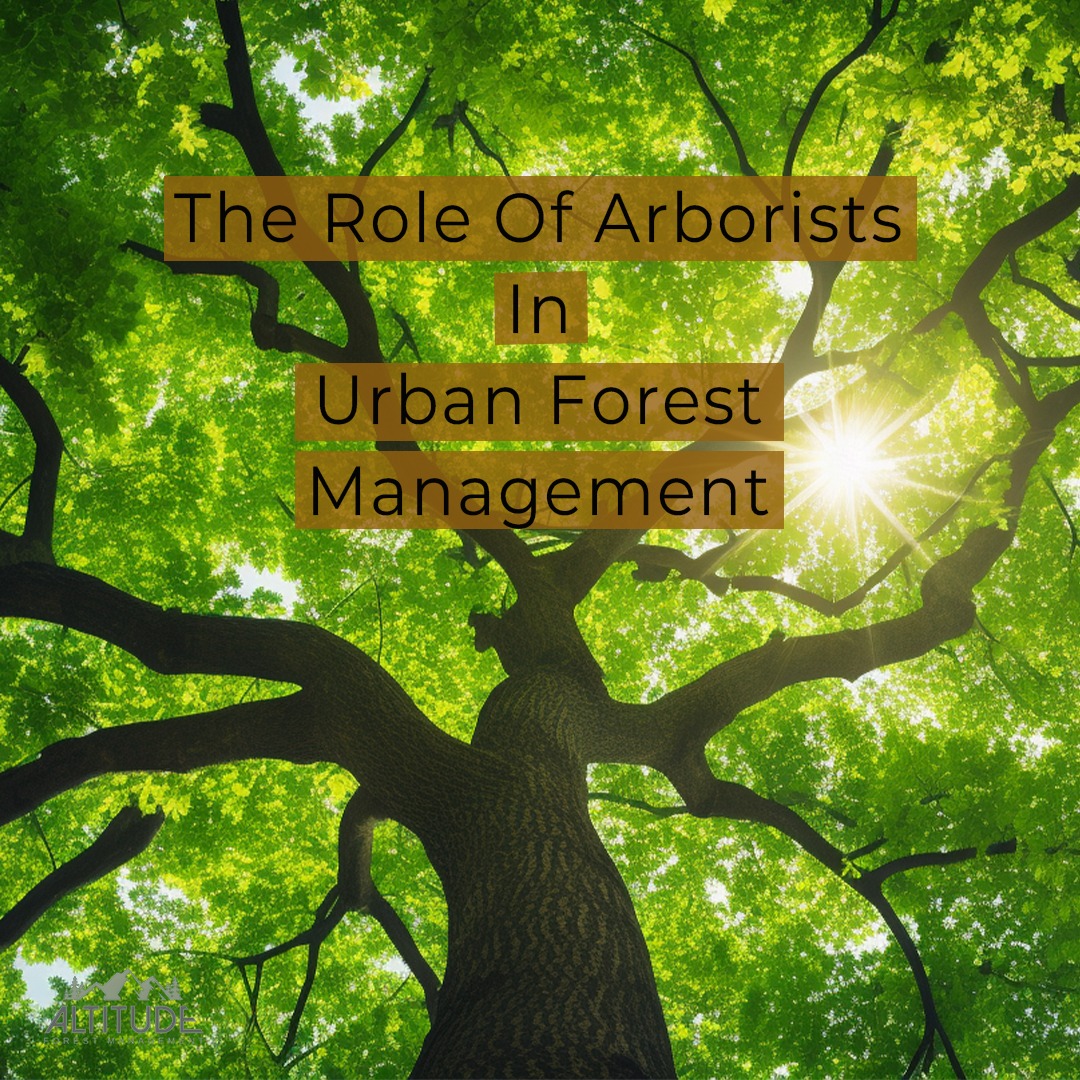 🌳 The Role of Arborists in... - Altitude Forest Management | Facebook