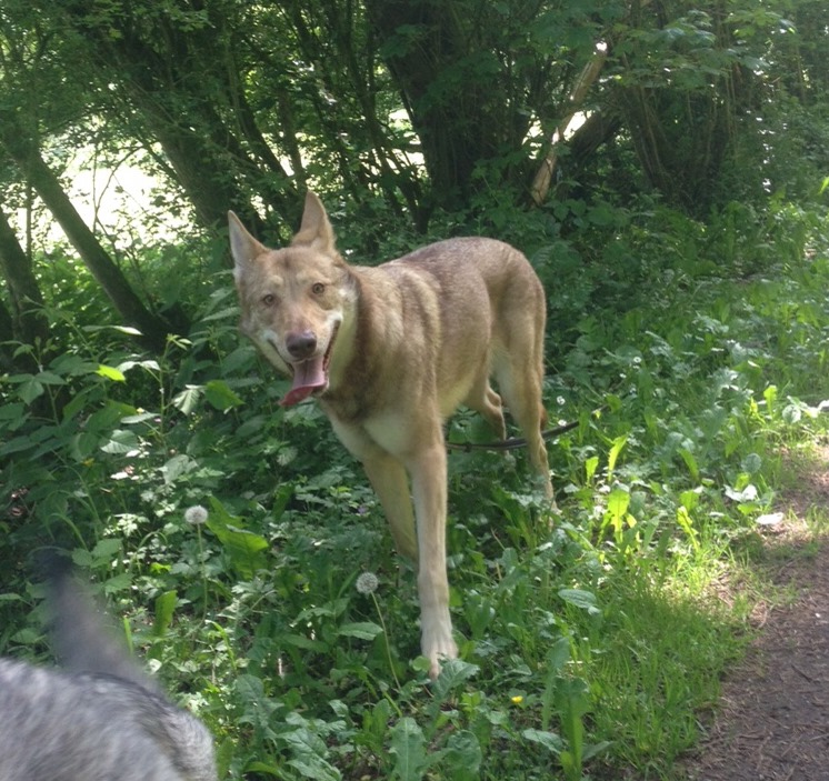 Canensafricae L Louna Elevage Canens Africae De Chien Loup