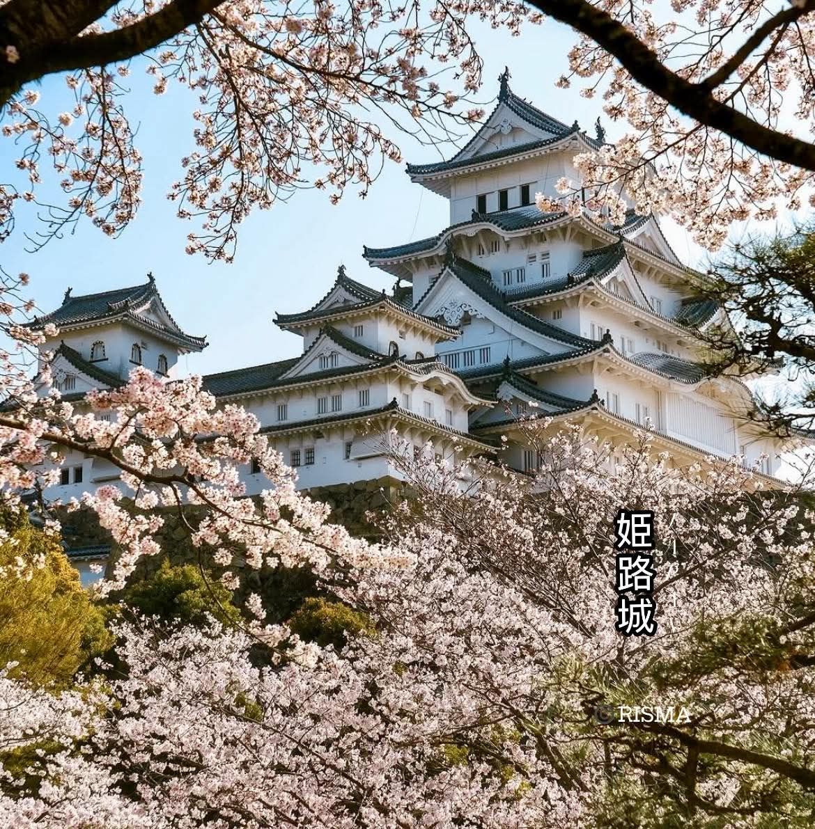 姫路城と桜🌸の風景 Scenery of Himeji Castle and Sakura