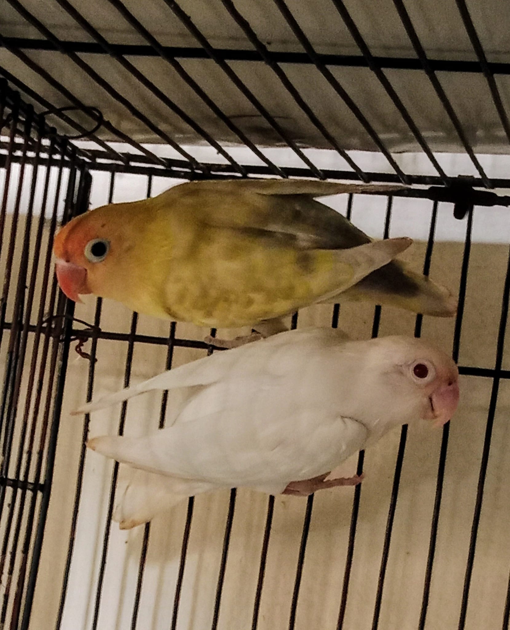 Faisalabad Bird Lovers | Albino black eye split red eye femail | Facebook