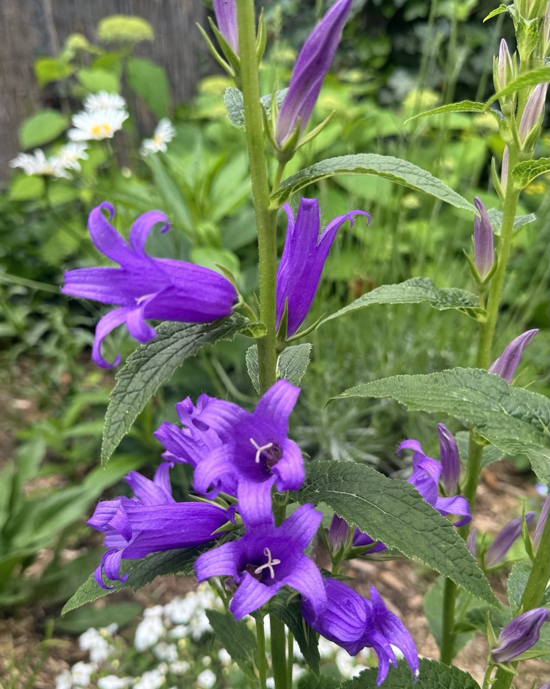 Here's a list of 15 gorgeous Bellflower varieties you may have not