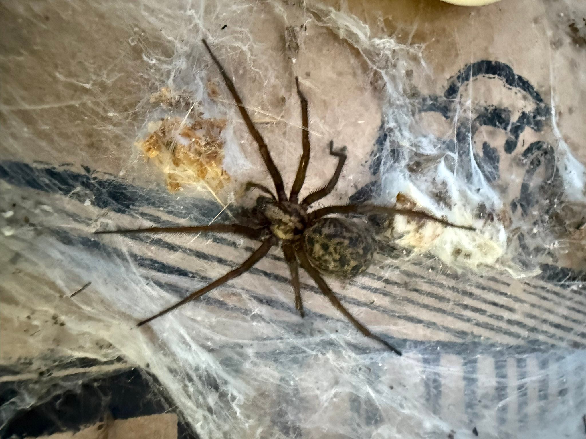 Nice big spider working hard!