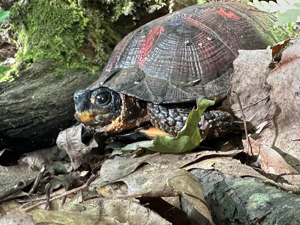 What species is this turtle with red face markings?
