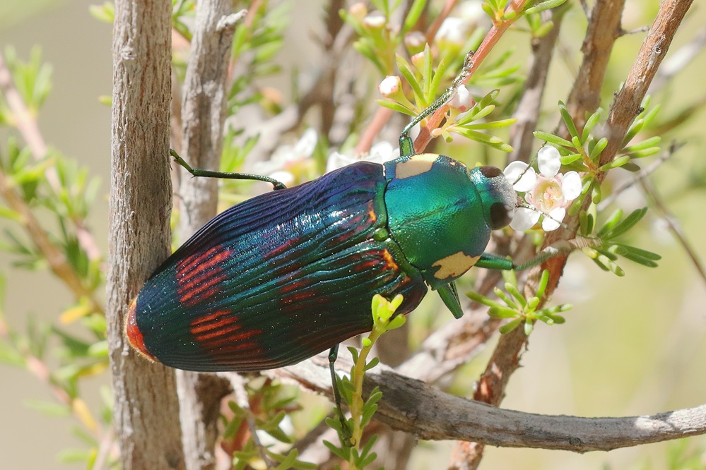 Identify large jewel beetle in Western Australia