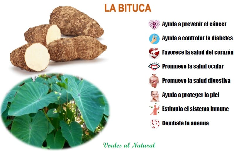 La bituca o también conocida como... - Verdes al Natural | Facebook