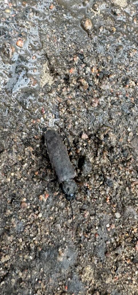 Insects of Newfoundland | Referred to as August bugs in Labrador | Facebook