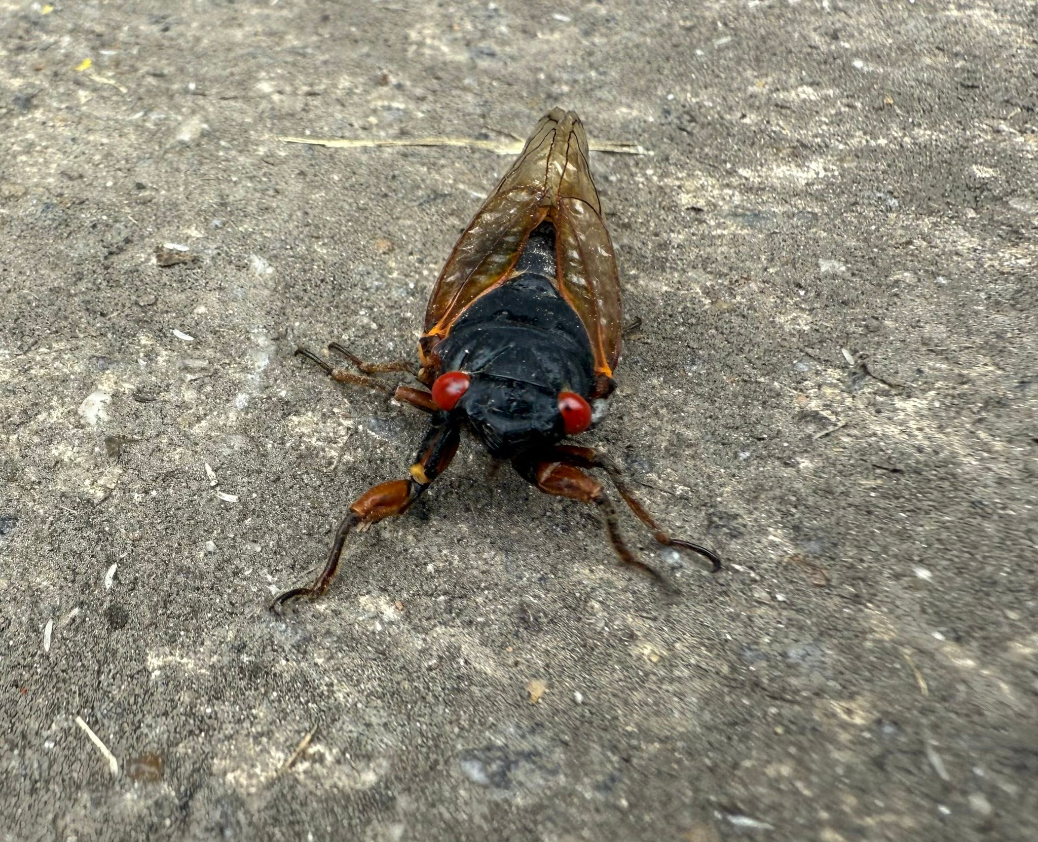 Why are Magicicada septendecim cicadas dying in large numbers in
