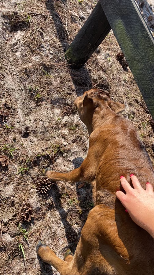 Lazy Dayz Ranch | Palm City FL