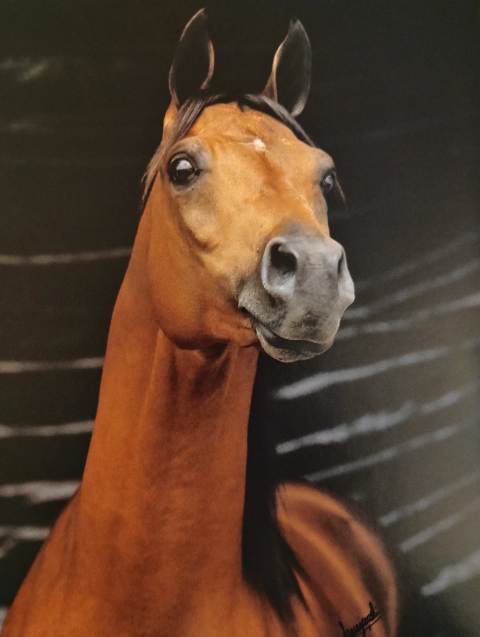 Aladdinn: 1975 bay stallion and US national champion