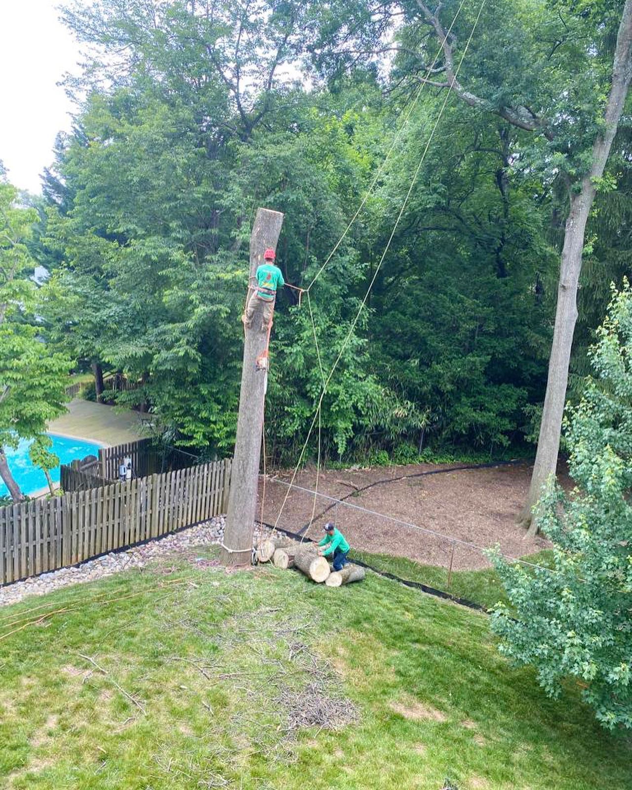 Cardinal Tree Care LLC | Arlington VA