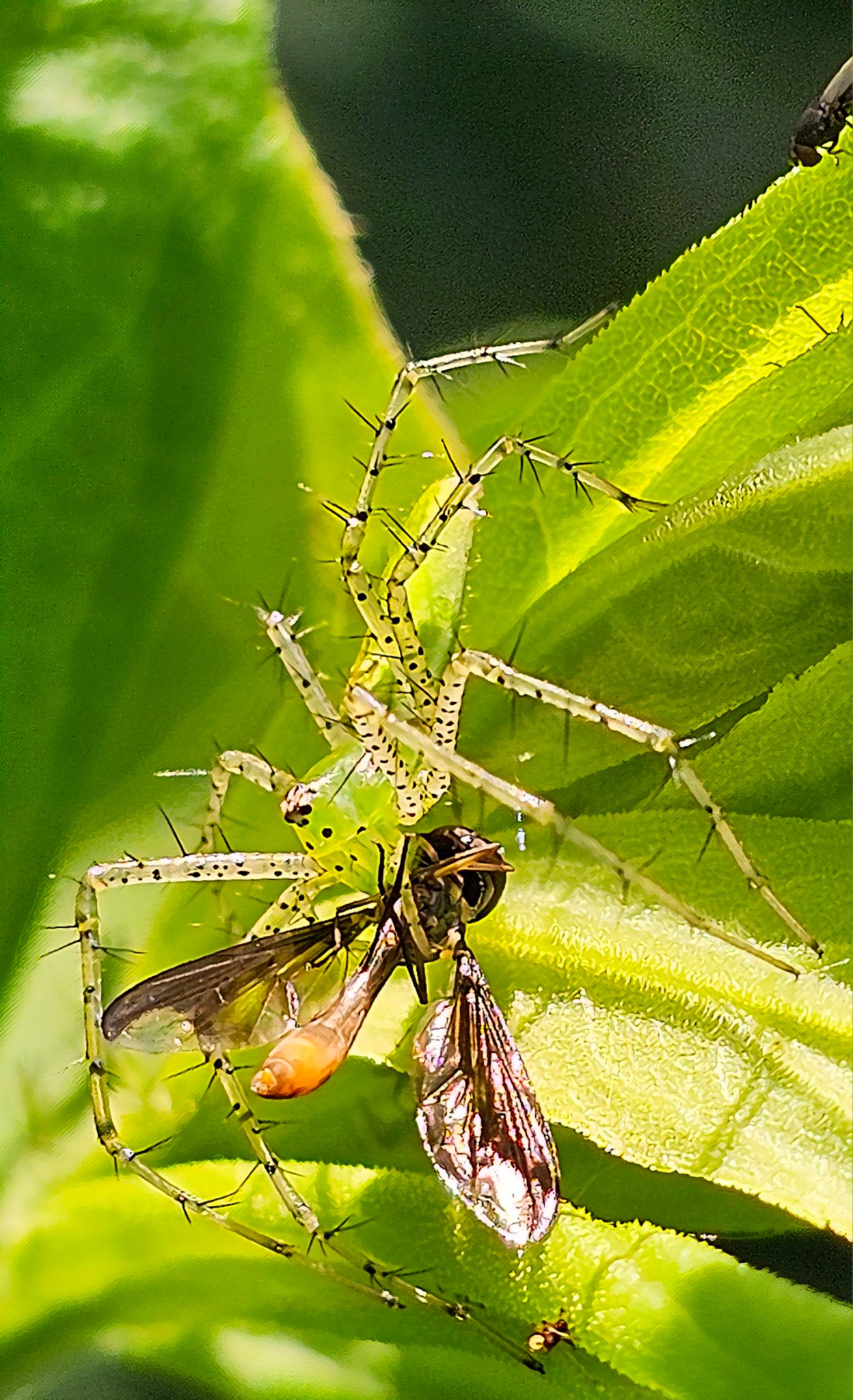 Green lynx spider found on butterfly bush in central Arkansas