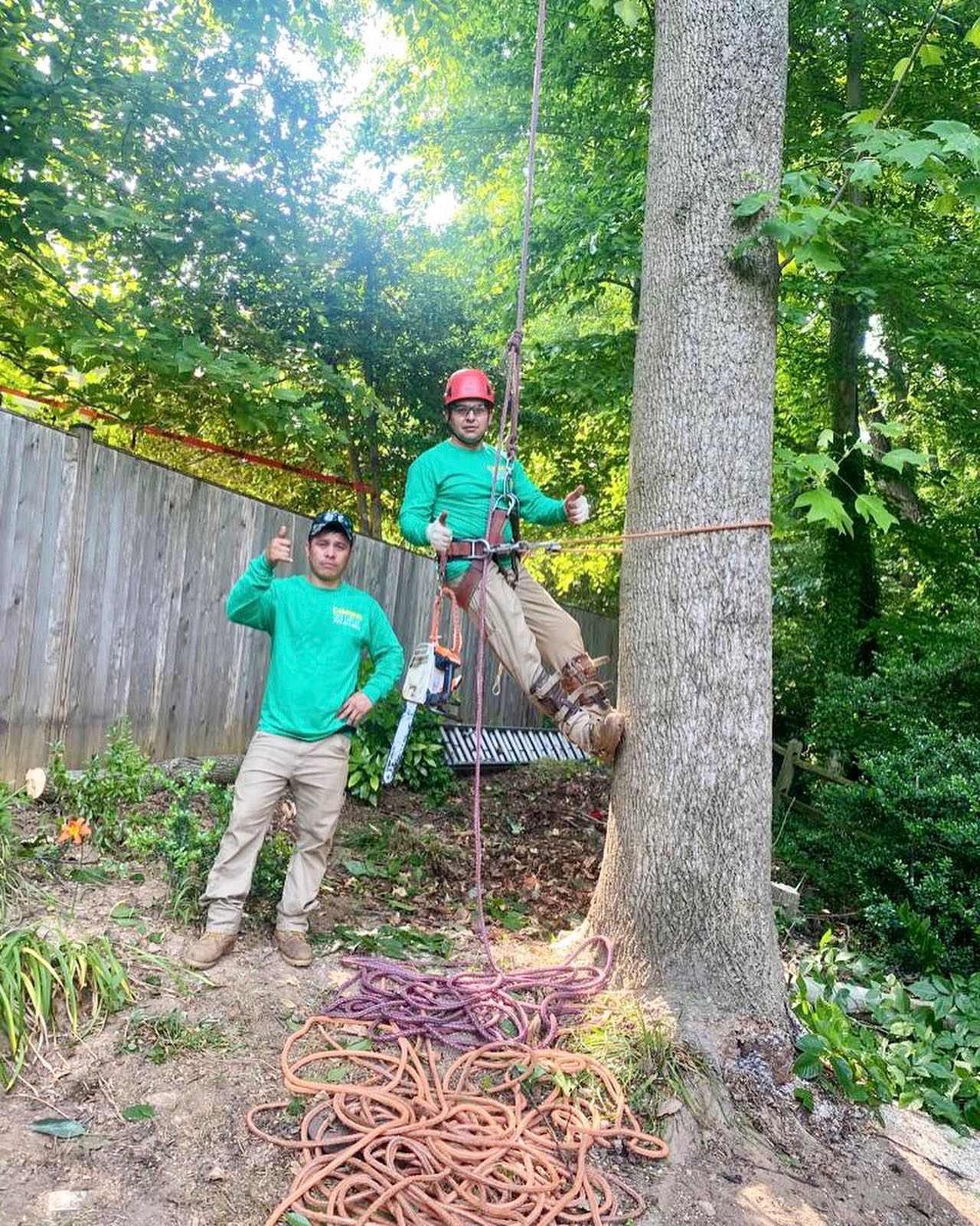 Cardinal Tree Care LLC | Arlington VA