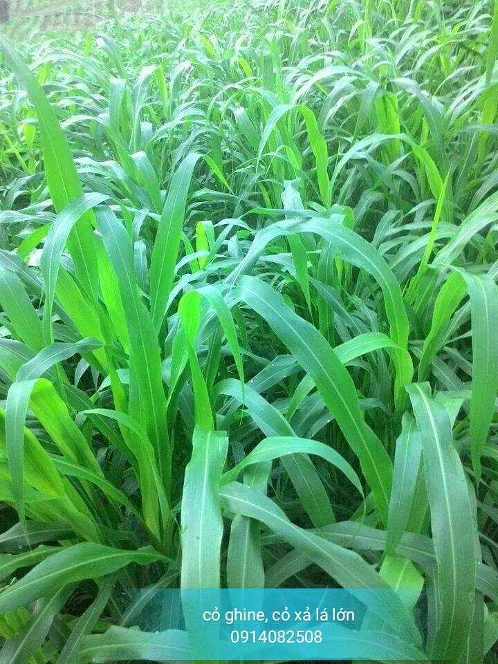 Bảng giá kèm ưu... - Tổng Kho Hạt Giống Linh Lê Ninh Thuận