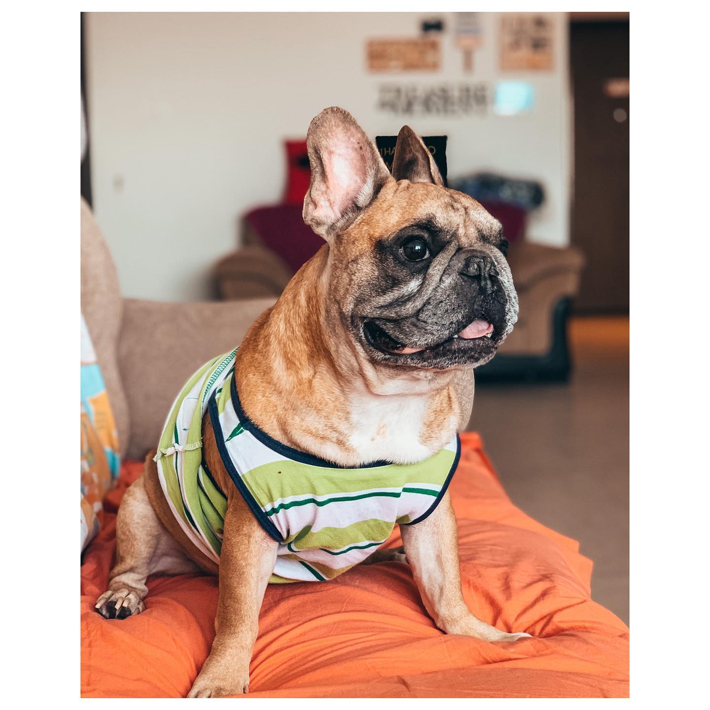 Oliver The Frenchie (@frenchbulldogoliver) • Facebook