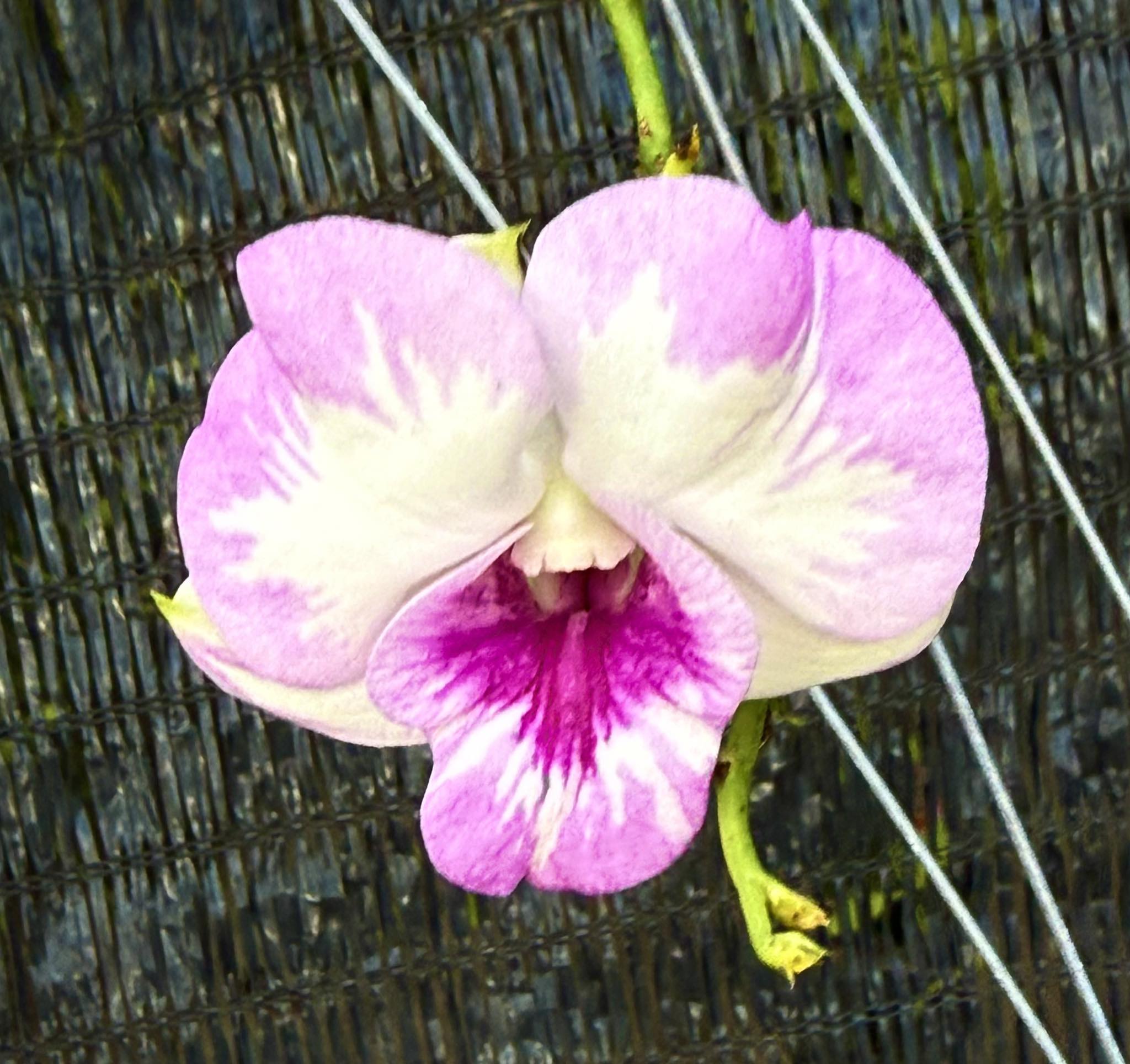 American Orchid Society | Hello Friday with my Den.Rujira pink (Mutant ...