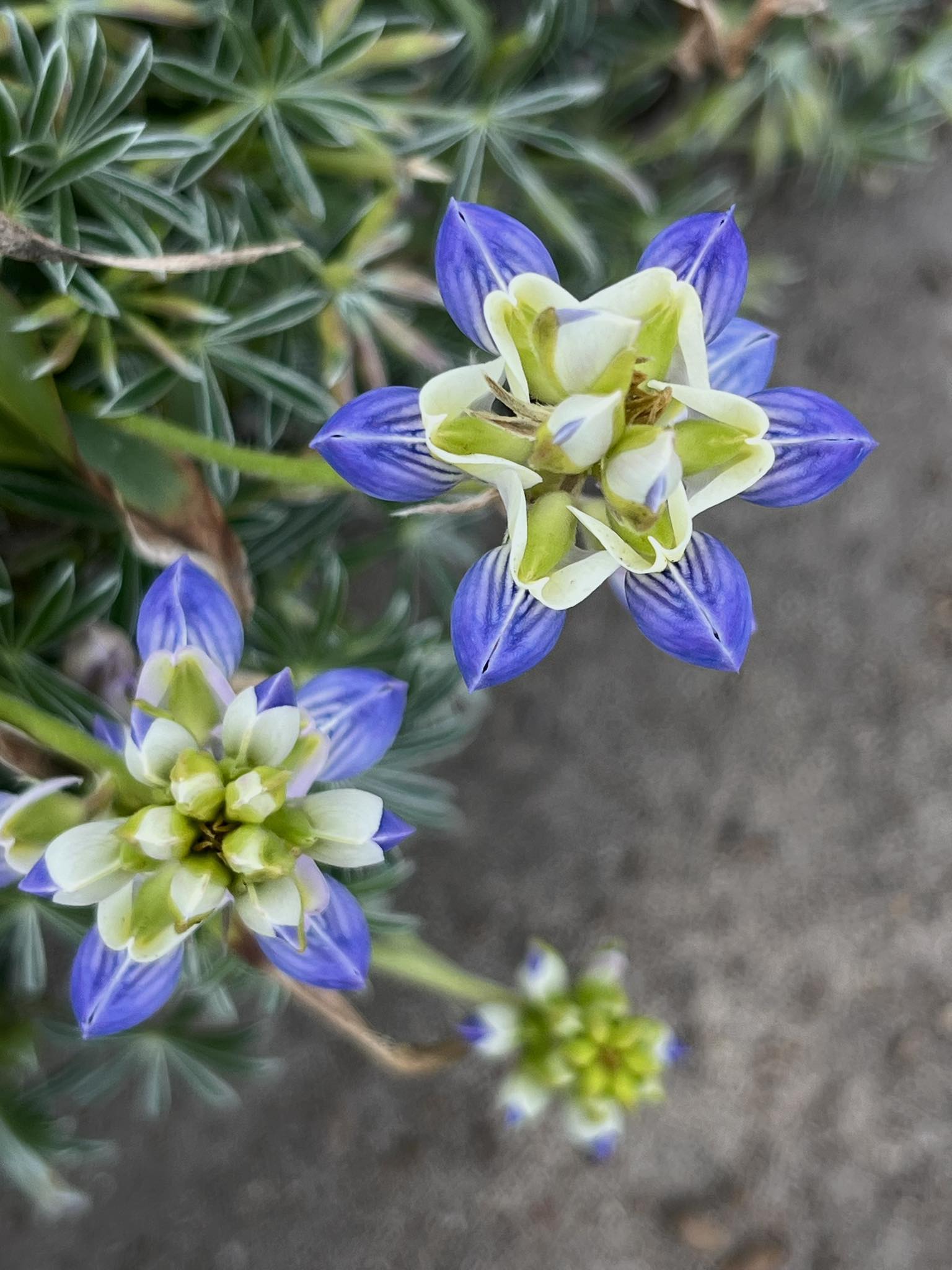 Stunning Lupin. ￼San Mateo Coast. Lupinus Variicolor? 💚