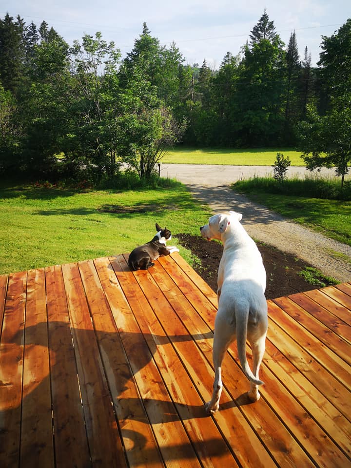 Nat S Colored Boston Terrier Home Facebook
