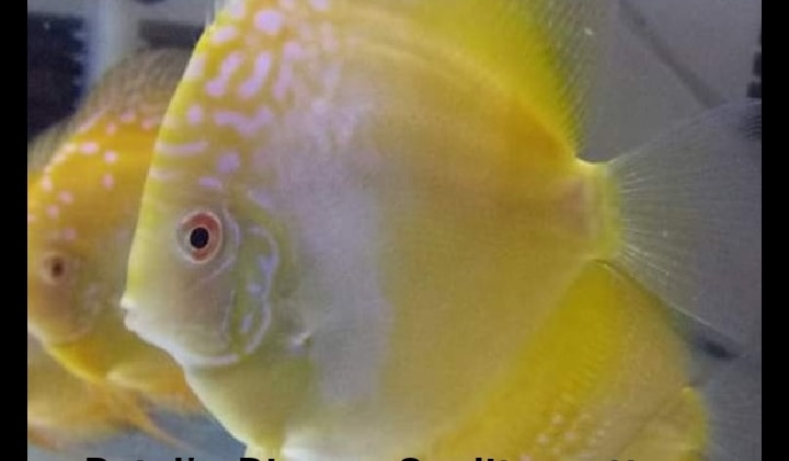 Aquarium of discuss... - Aquarium of discuss fish-ADF